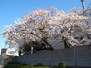 20120408_p4080176.jpg