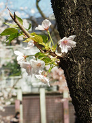 20140405_p4055864.jpg