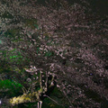 20160404_P4020349.jpg