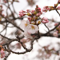 IMG_5186.jpg
